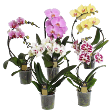 Phalaenopsis in mix vorm